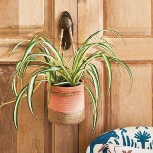 Coiled Rope Basket/Planter